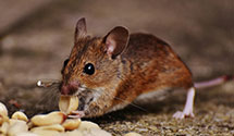 24 Hour & Emergency Exterminators in Belleville, NJ